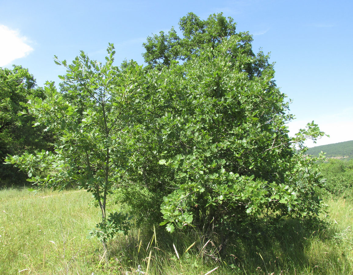 Изображение особи Quercus petraea.