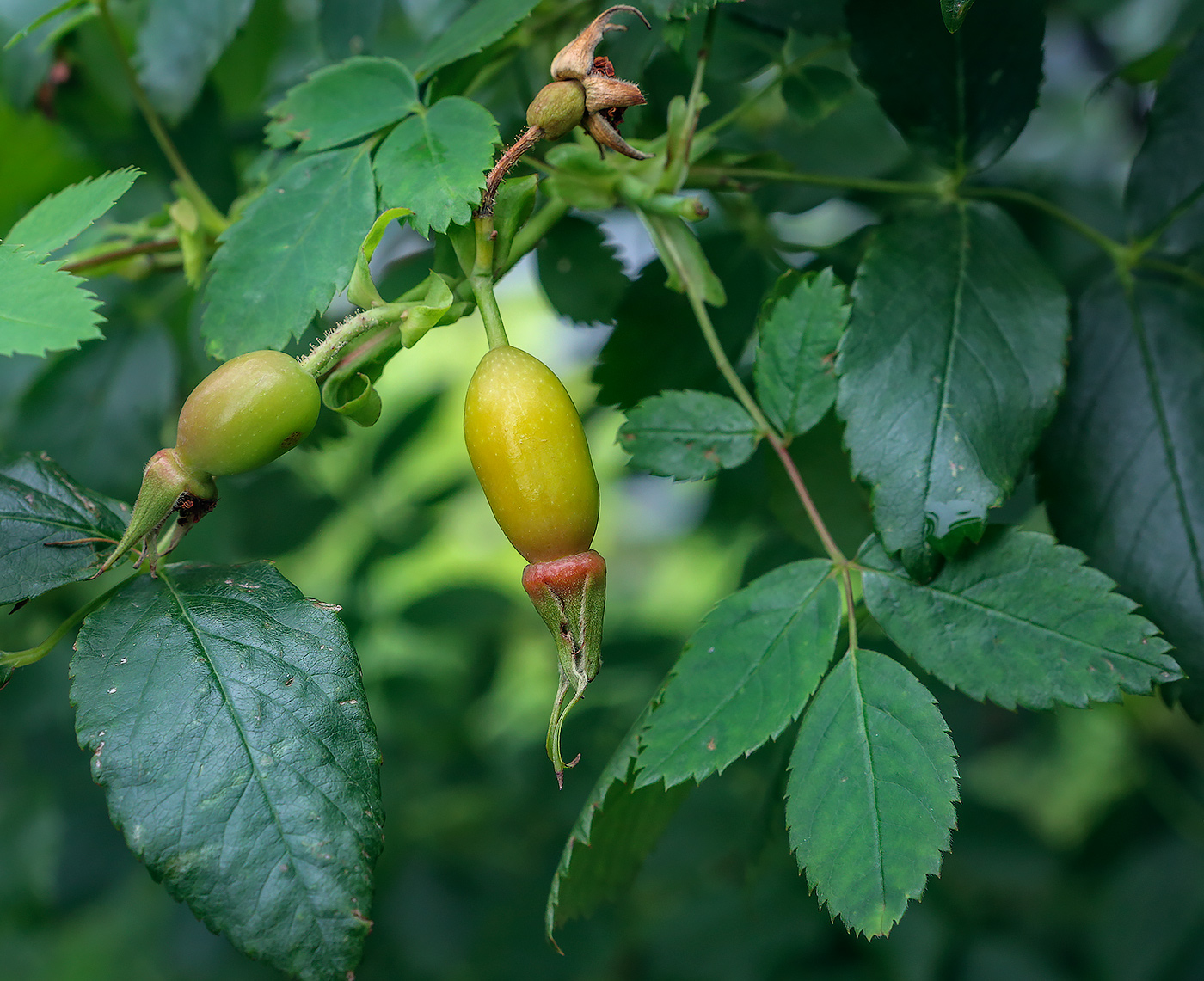 Изображение особи Rosa acicularis.