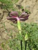 Dianthus versicolor. Цветок и бутон. Алтай, 24 км СЗЗ с. Акташ, долина р. Чуя, обнажение грунта на склоне к реке. 6 июля 2019 г.