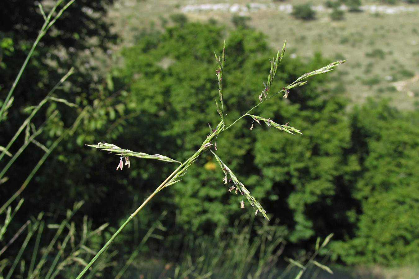 Изображение особи Cleistogenes serotina.