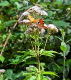 Eupatorium cannabinum