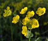 Bupleurum aureum ssp. porfirii