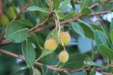 Arbutus unedo