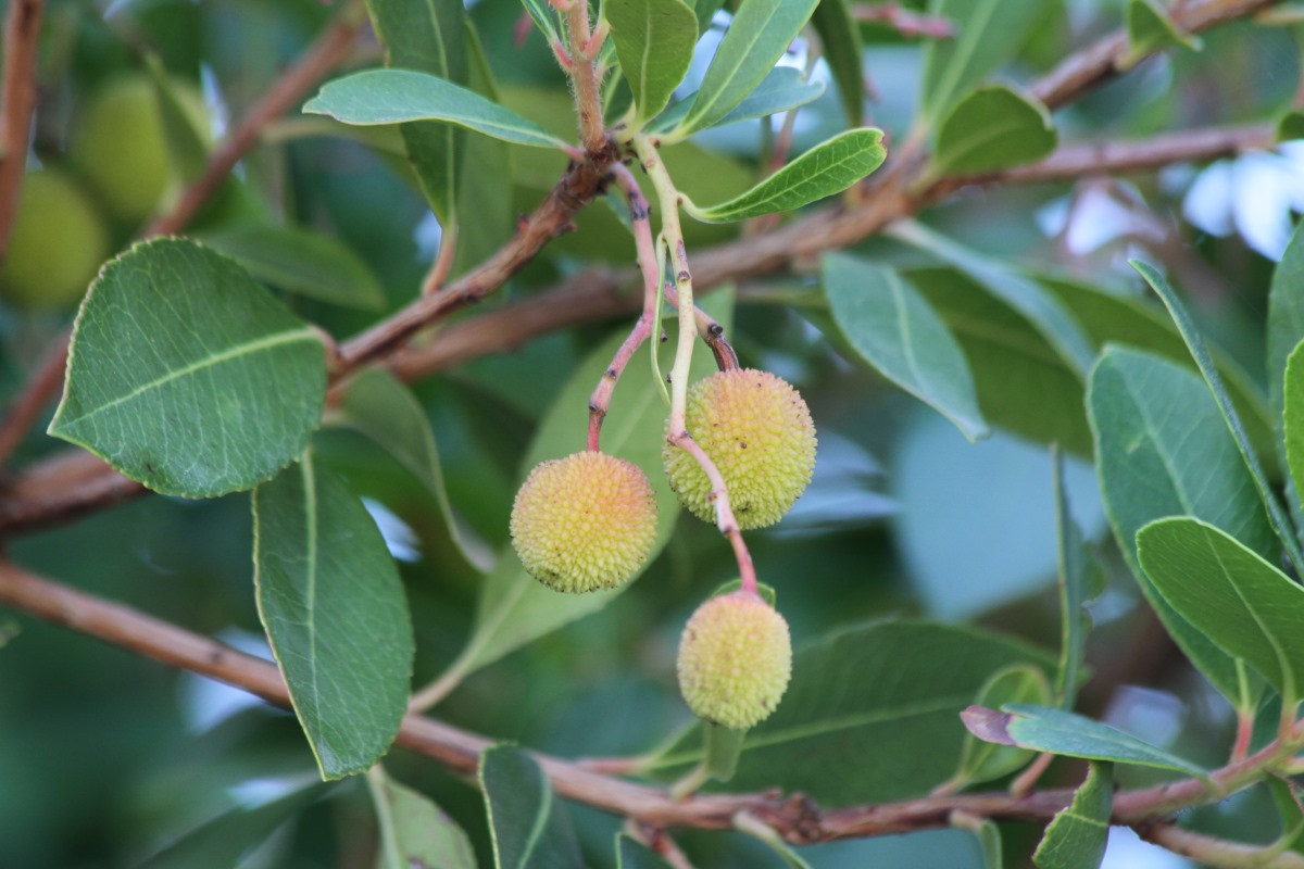 Image of Arbutus unedo specimen.