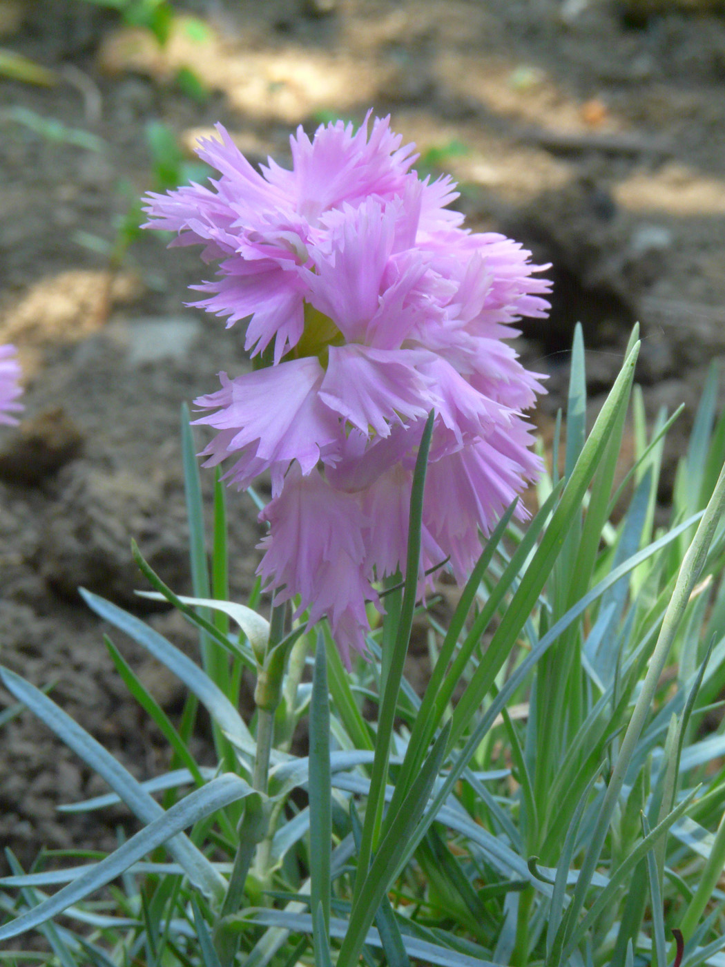 Изображение особи род Dianthus.