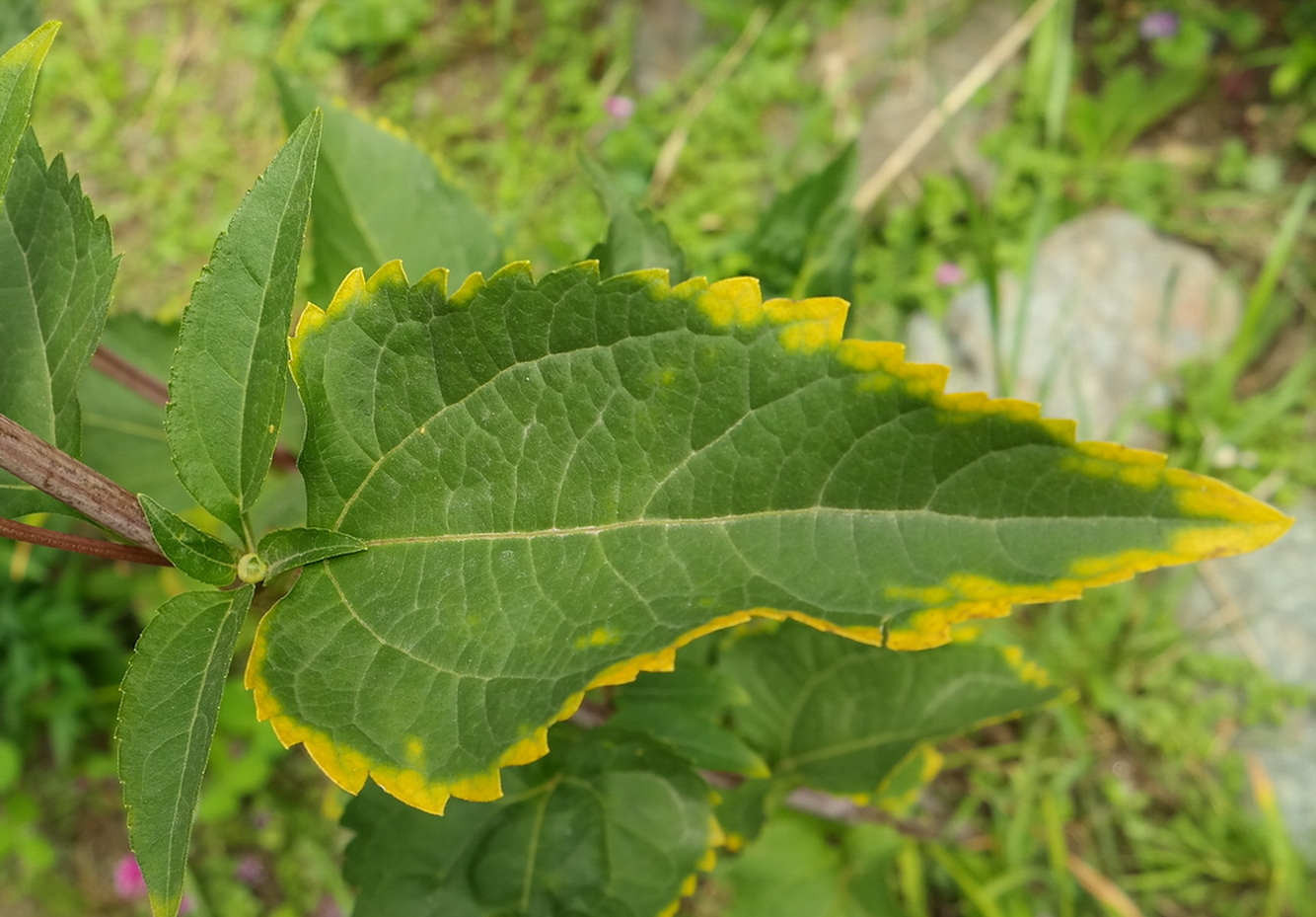 Изображение особи Heliopsis helianthoides ssp. scabra.