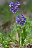 Primula amoena. Цветущее растение. Краснодарский край, Мостовский р-н, окр. пос. Кировский, южный склон хребта Агиге в р-не перевала Чёртова калитка, 2065 м н.у.м., субальпийское сосновое редколесье. 22.05.2019.