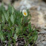 Dryas caucasica