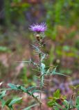 Cirsium laniflorum