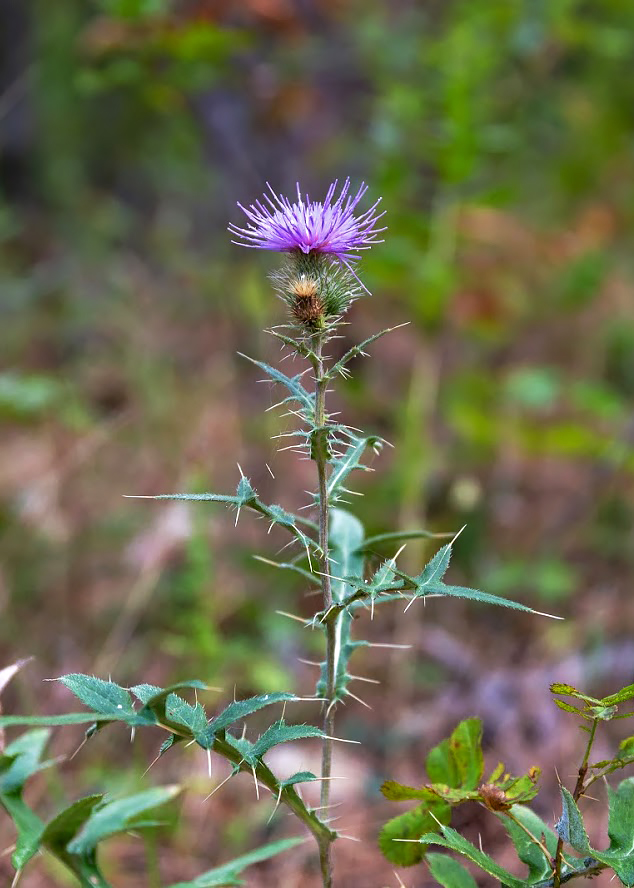 Изображение особи Cirsium laniflorum.