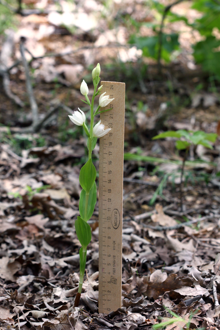 Image of Cephalanthera damasonium specimen.