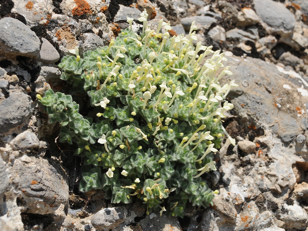 Изображение особи Scutellaria immaculata.