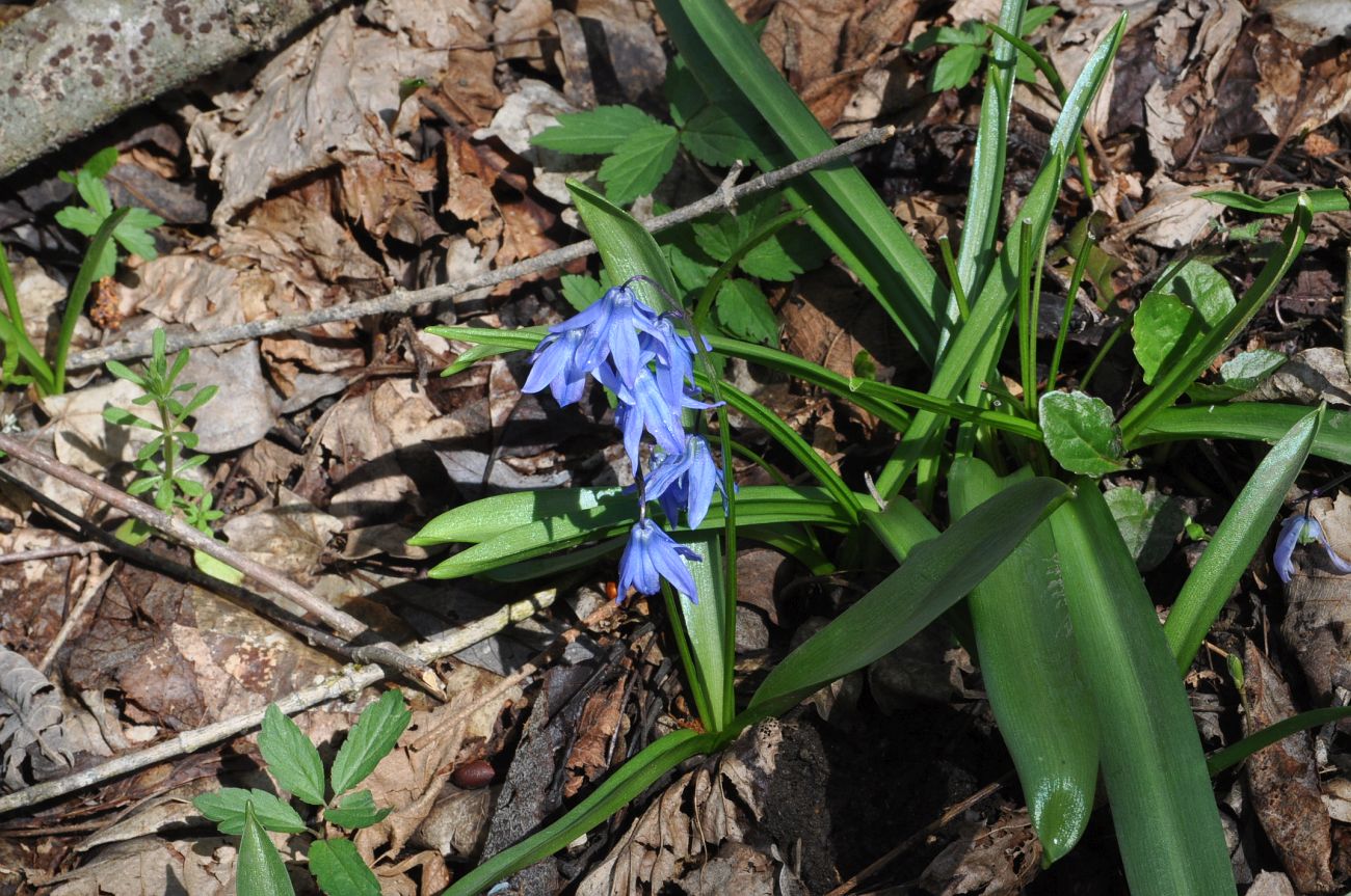 Изображение особи Scilla siberica.