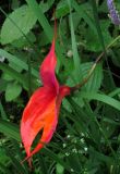 Masdevallia veitchiana