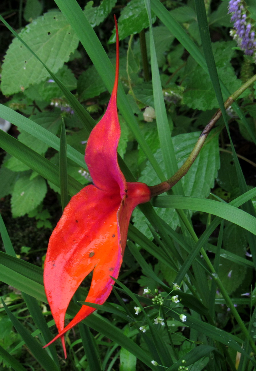 Image of Masdevallia veitchiana specimen.