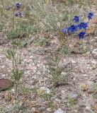 Delphinium grandiflorum