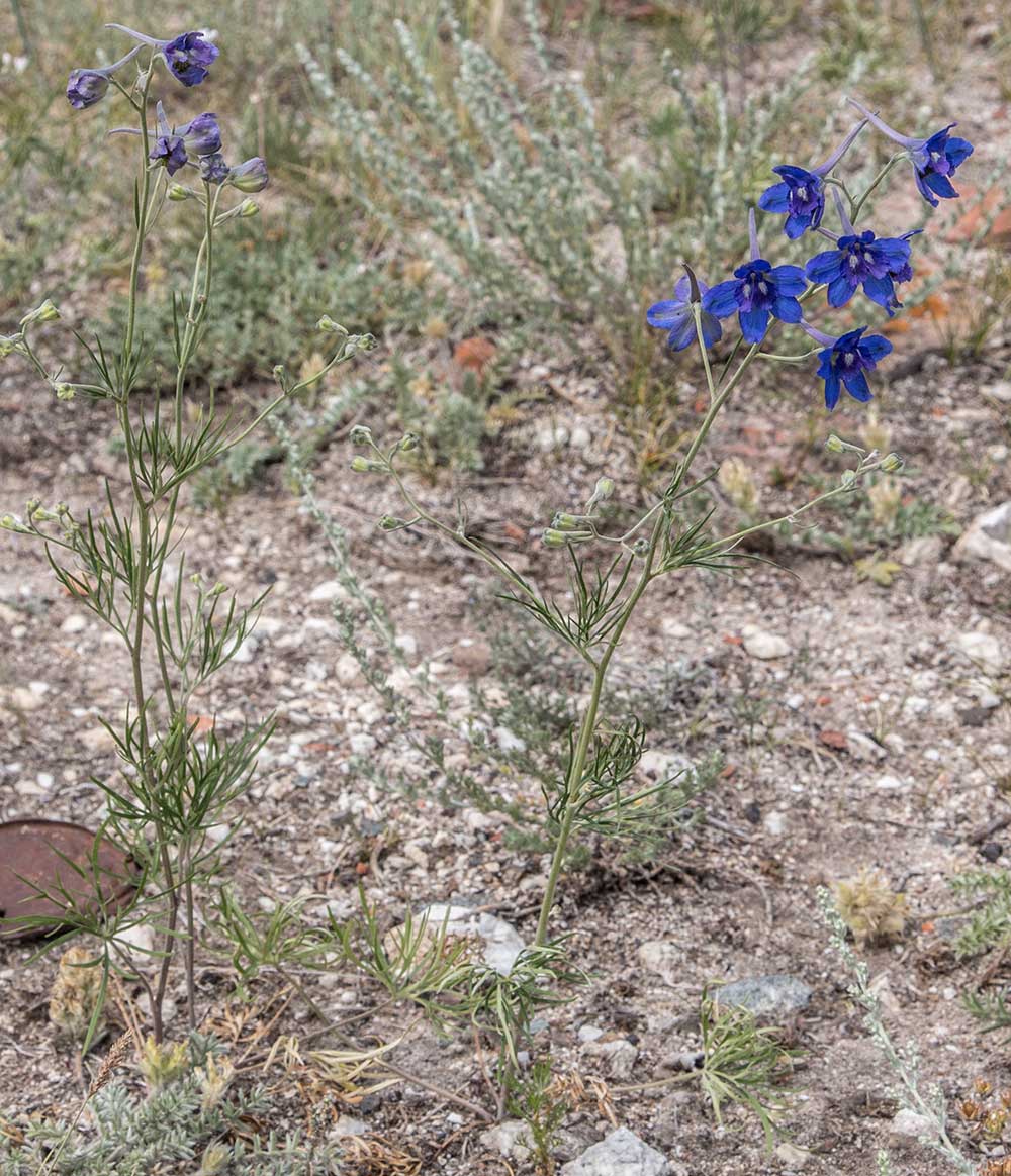 Изображение особи Delphinium grandiflorum.