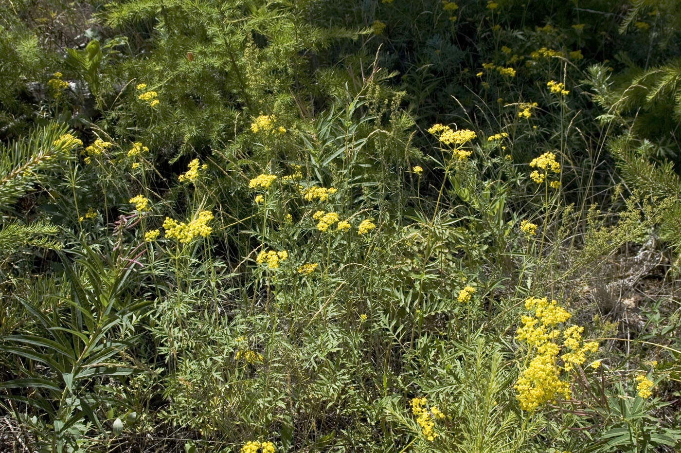 Image of Patrinia rupestris specimen.