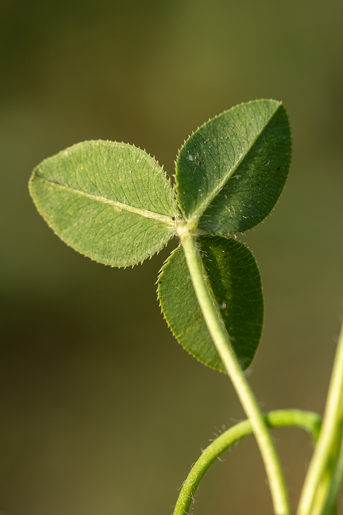 Image of Trifolium fragiferum specimen.