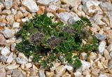 Pachypleurum alpinum
