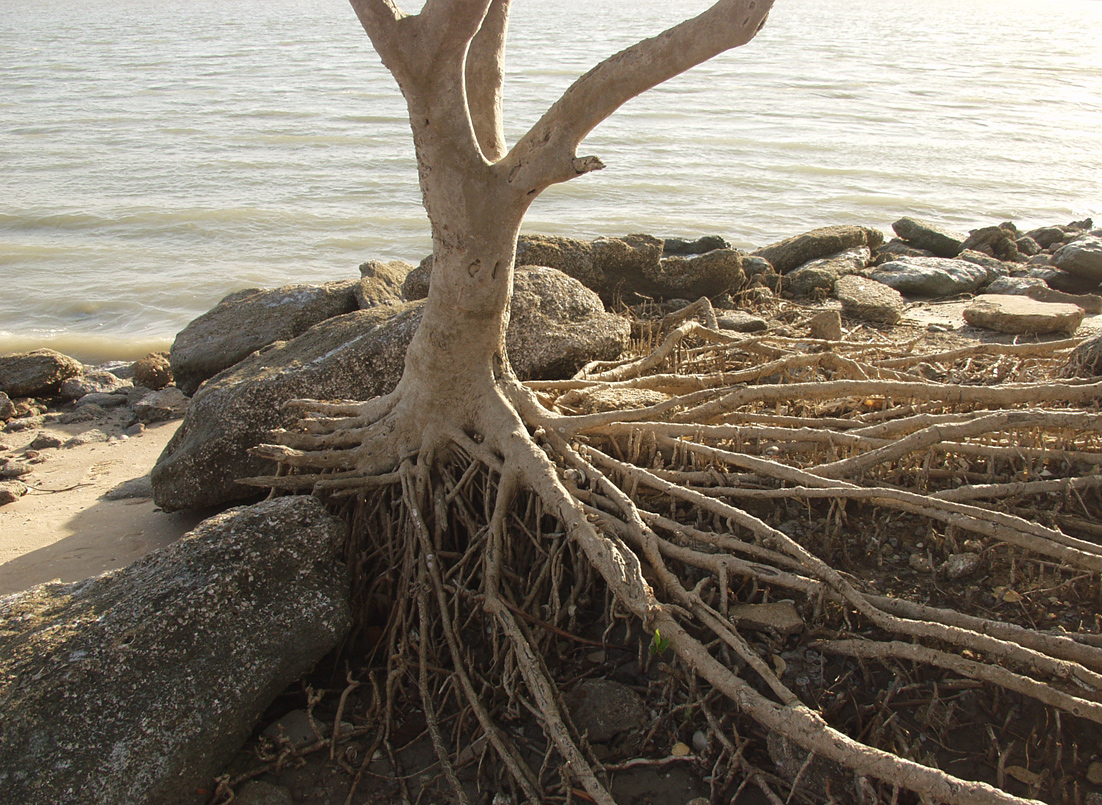 Image of Avicennia marina specimen.
