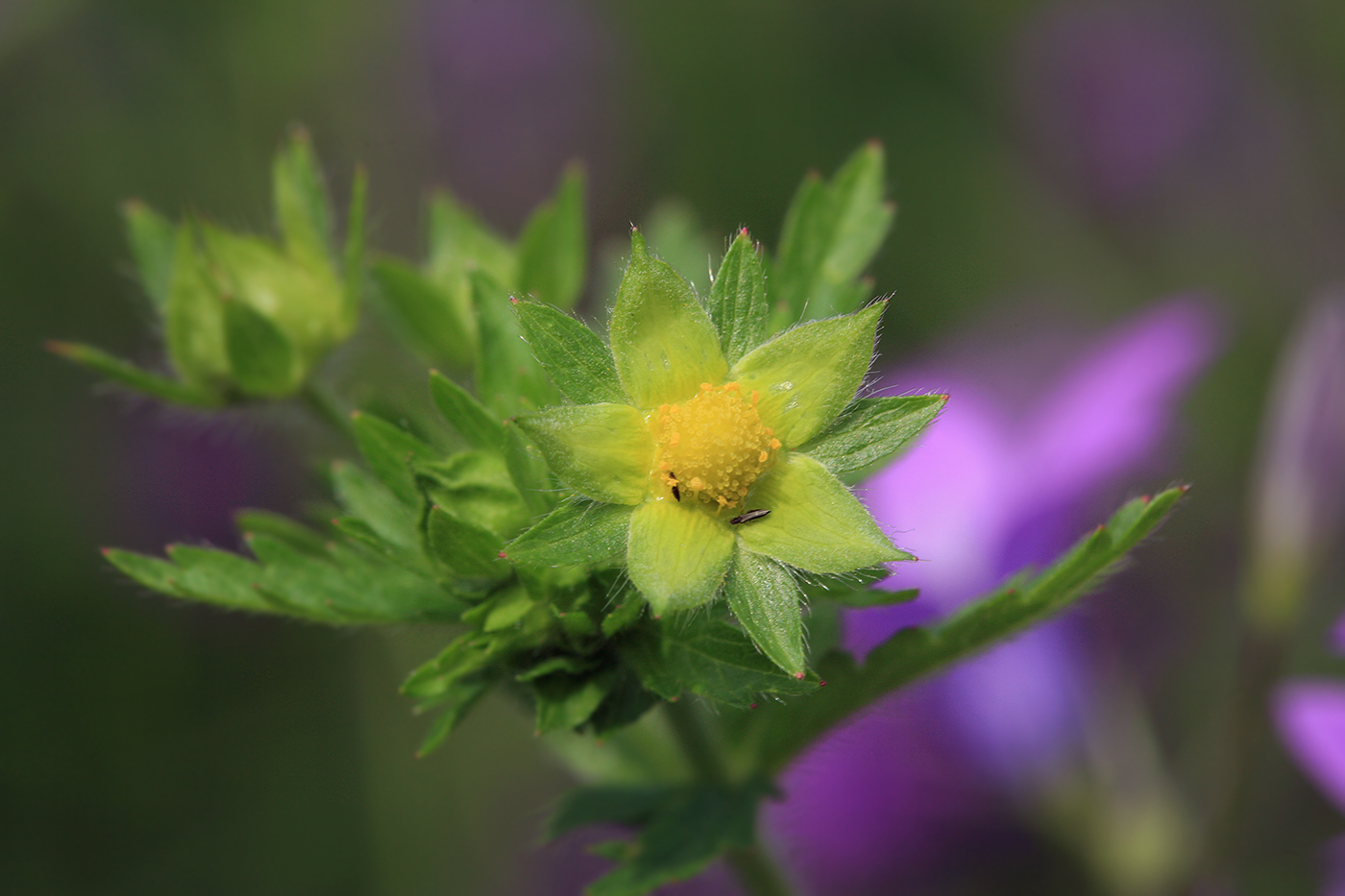 Image of Potentilla norvegica specimen.