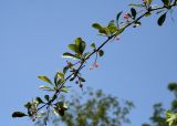 Berberis nummularia