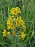 Lysimachia vulgaris