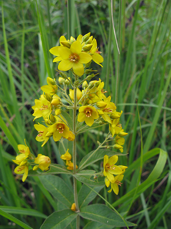 Изображение особи Lysimachia vulgaris.