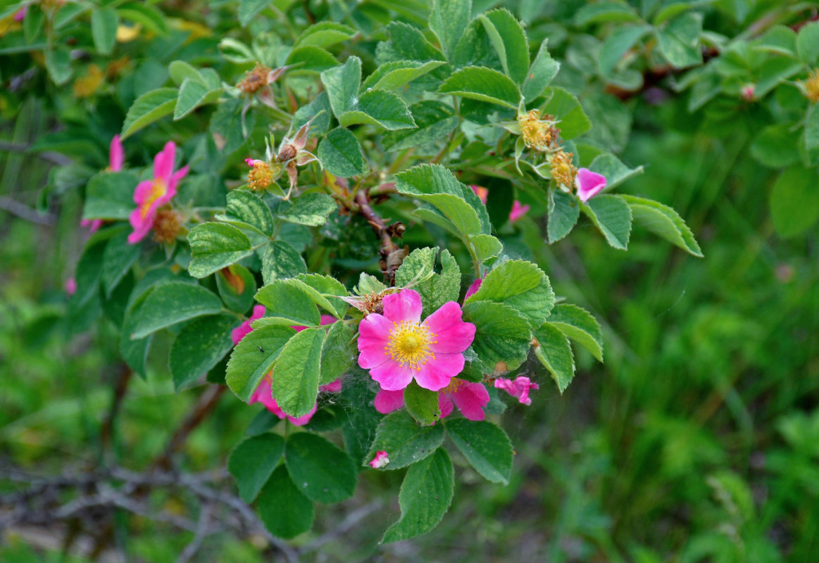 Image of genus Rosa specimen.