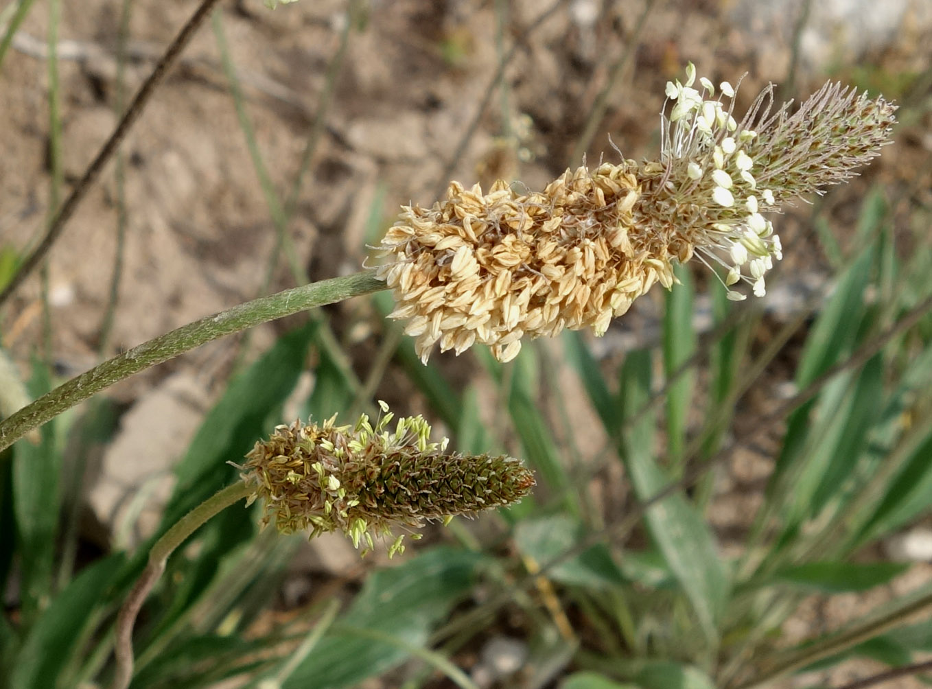 Image of Plantago lanceolata specimen.