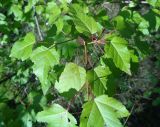 Acer tataricum