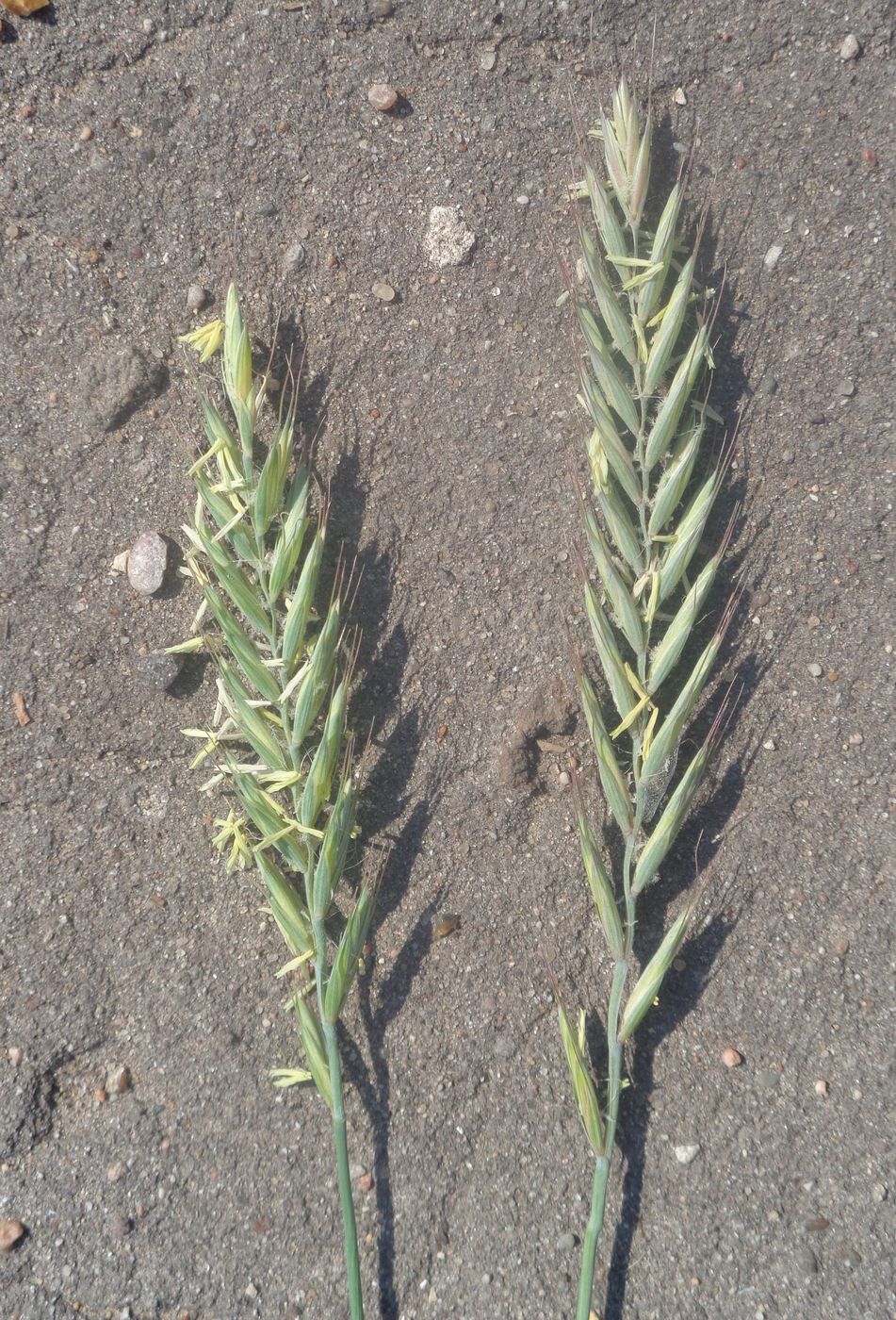 Image of Elytrigia repens specimen.