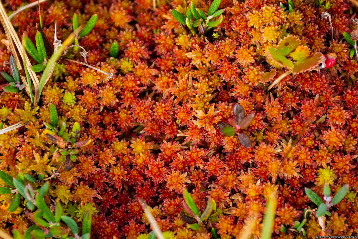 Image of genus Sphagnum specimen.