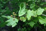 Physocarpus opulifolius