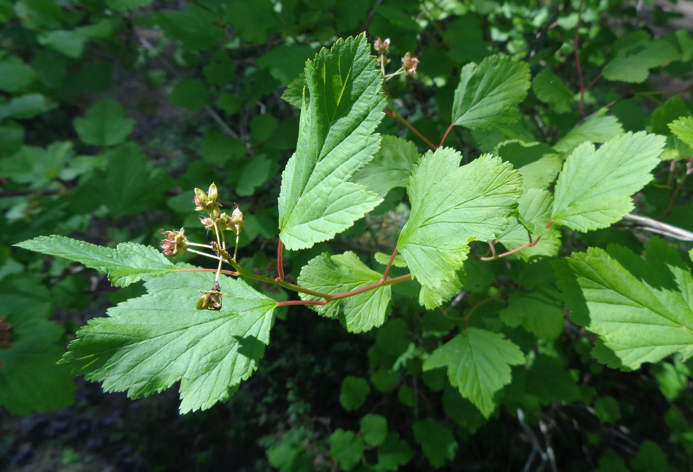 Image of Physocarpus opulifolius specimen.