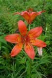 Lilium pensylvanicum