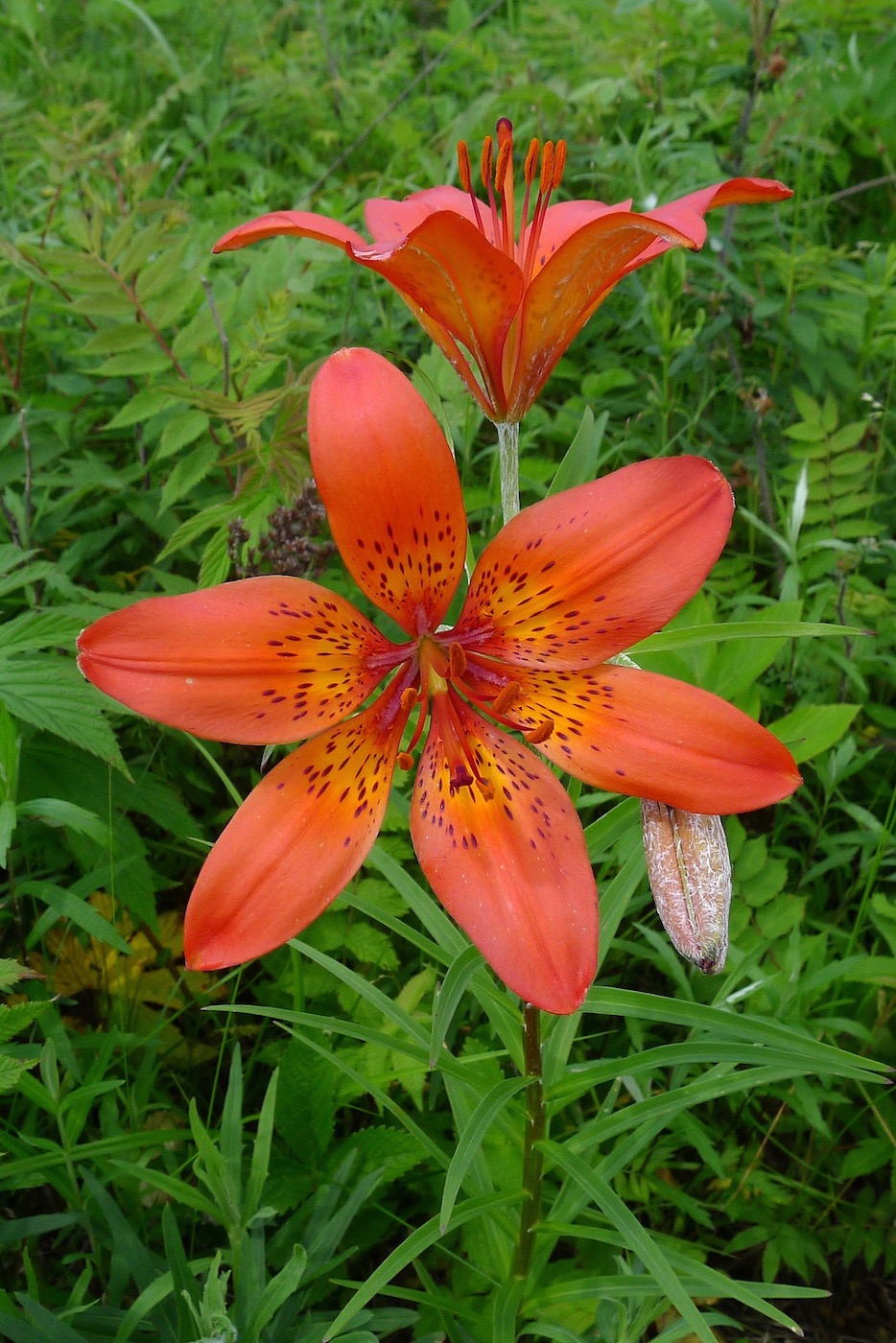 Image of Lilium pensylvanicum specimen.