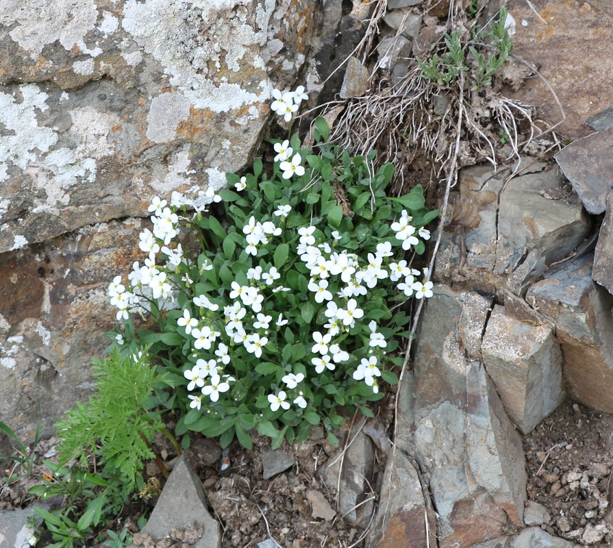 Image of Arabis caucasica specimen.