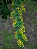 Berberis vulgaris. Верхушка ветви с соцветиями. Московская обл., Сергиево-Посадский р-н, усадьба \"Абрамцево\", в культуре. 25.05.2019.