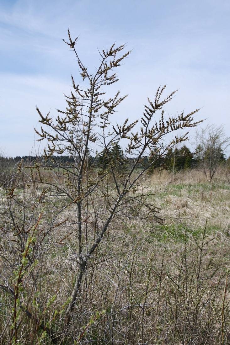 Image of Hippophae rhamnoides specimen.