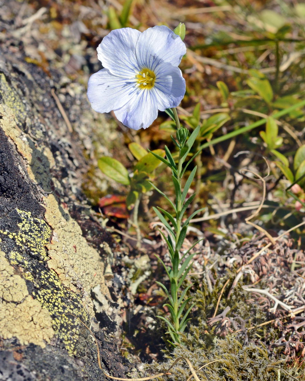 Изображение особи Linum boreale.