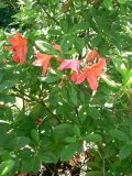 Rhododendron molle ssp. japonicum