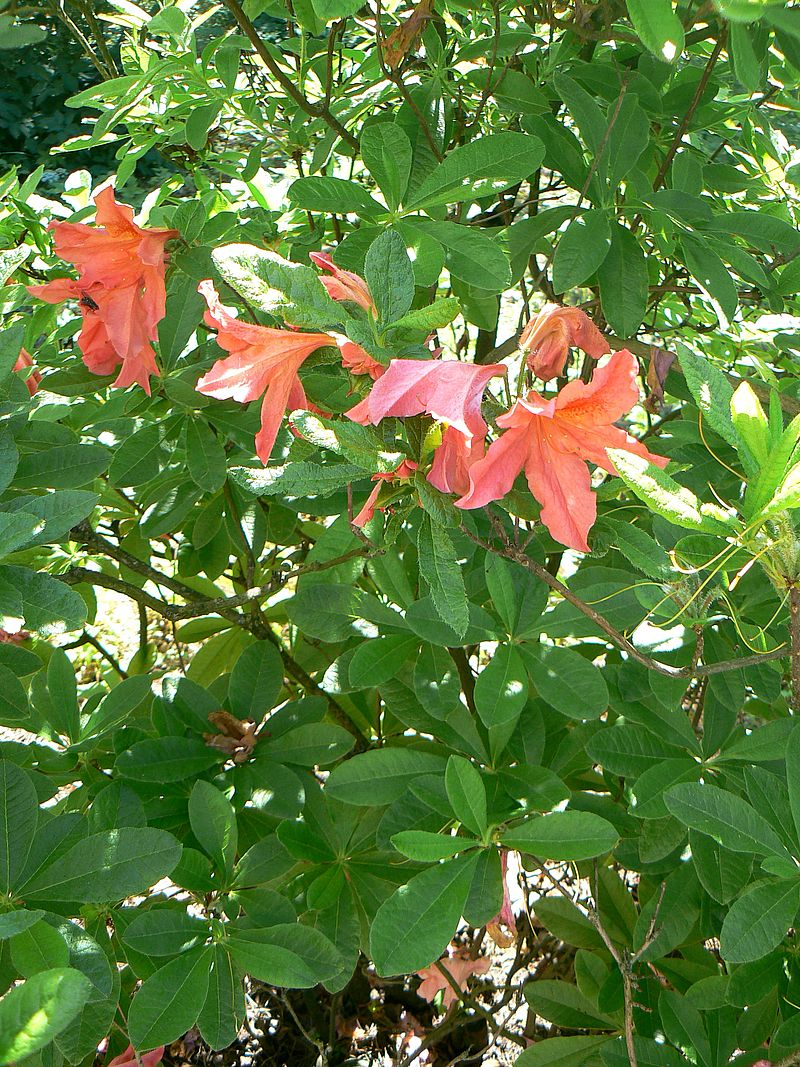 Изображение особи Rhododendron molle ssp. japonicum.