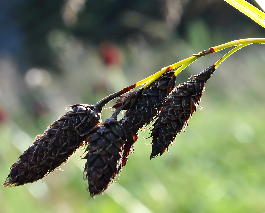 Image of Carex aterrima specimen.