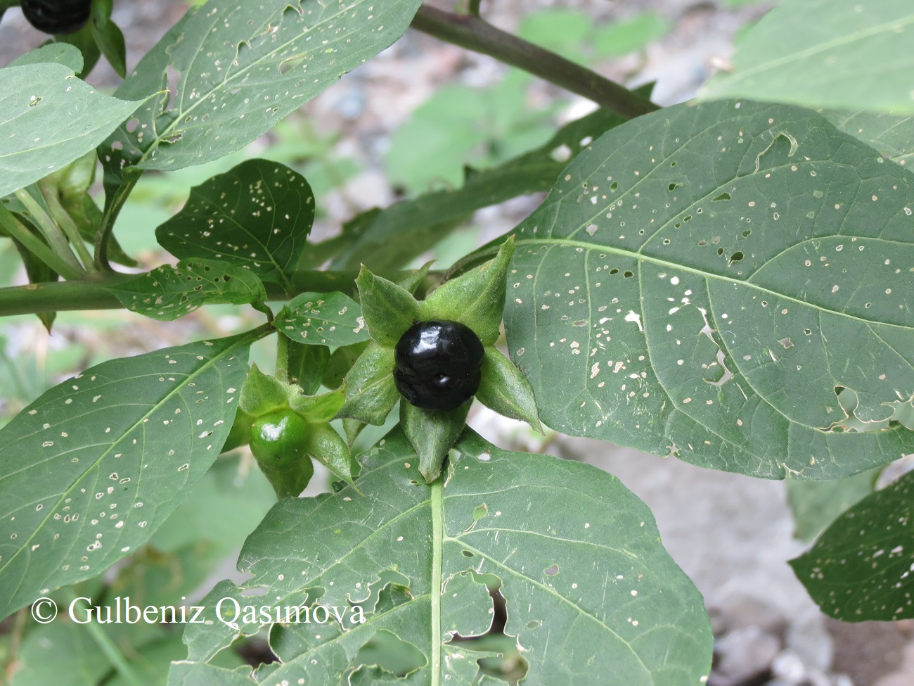 Изображение особи Atropa caucasica.