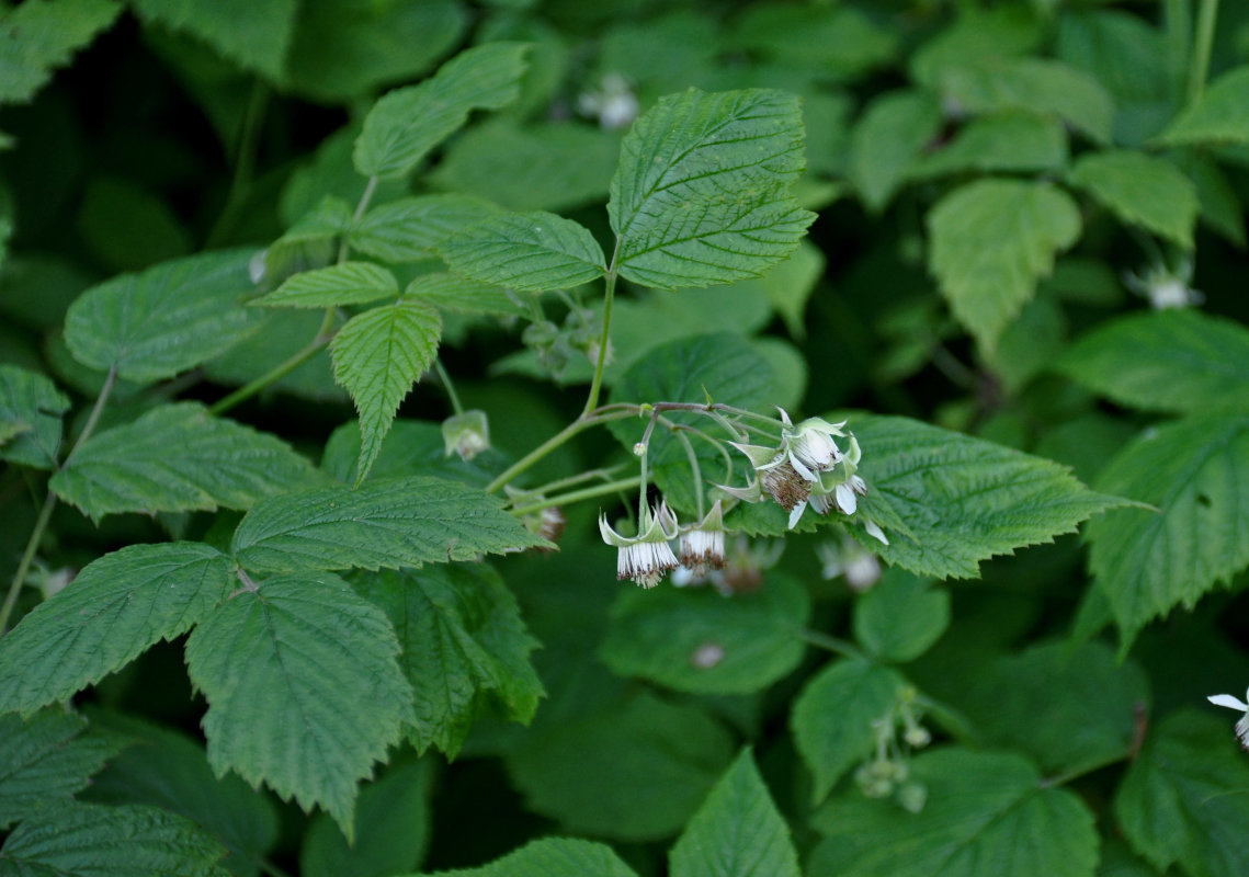 Image of Rubus idaeus specimen.