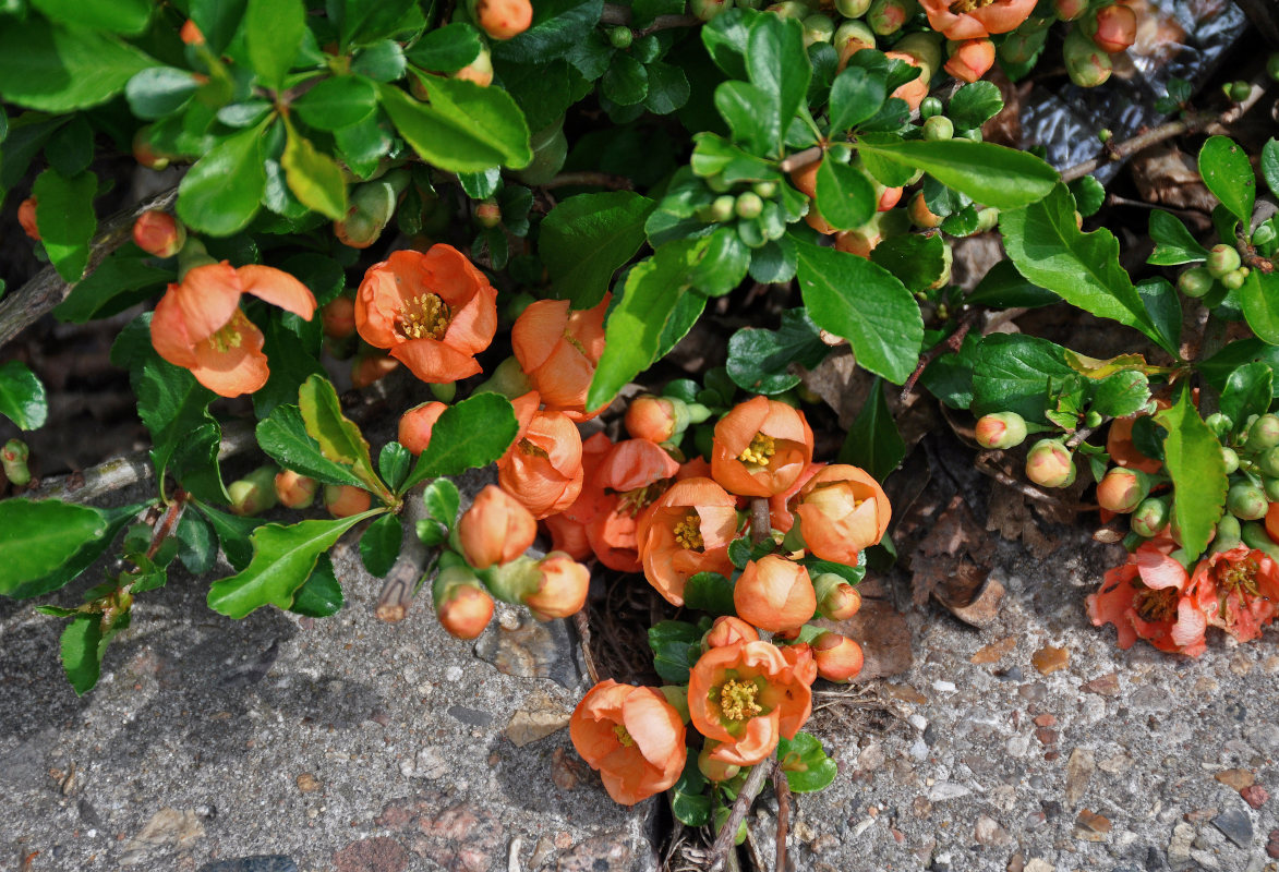 Image of Chaenomeles japonica specimen.