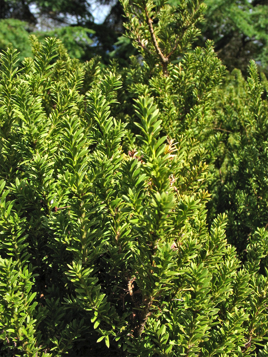 Image of Podocarpus nivalis specimen.