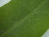род Atriplex